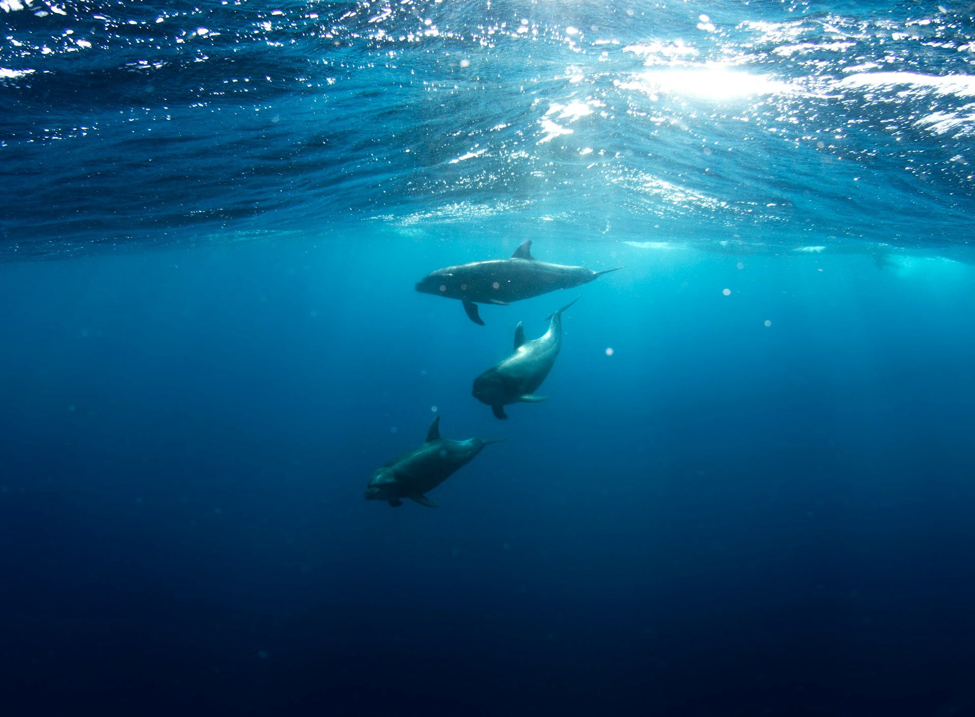 Journées « dauphins » magiques et sûres au large de la Côte d’Azur
